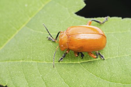 昆虫,节肢动物,动物,生物,特写,微距,昆虫类
