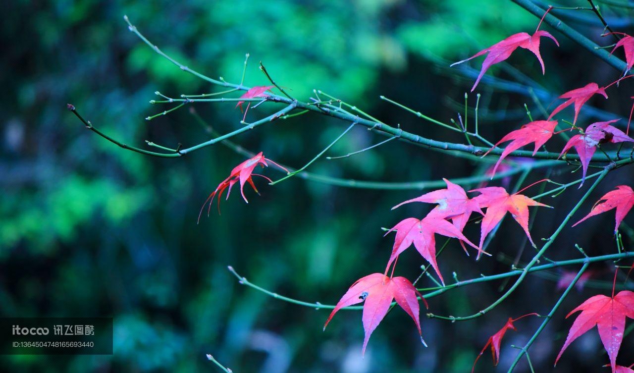 植物,树叶,生物