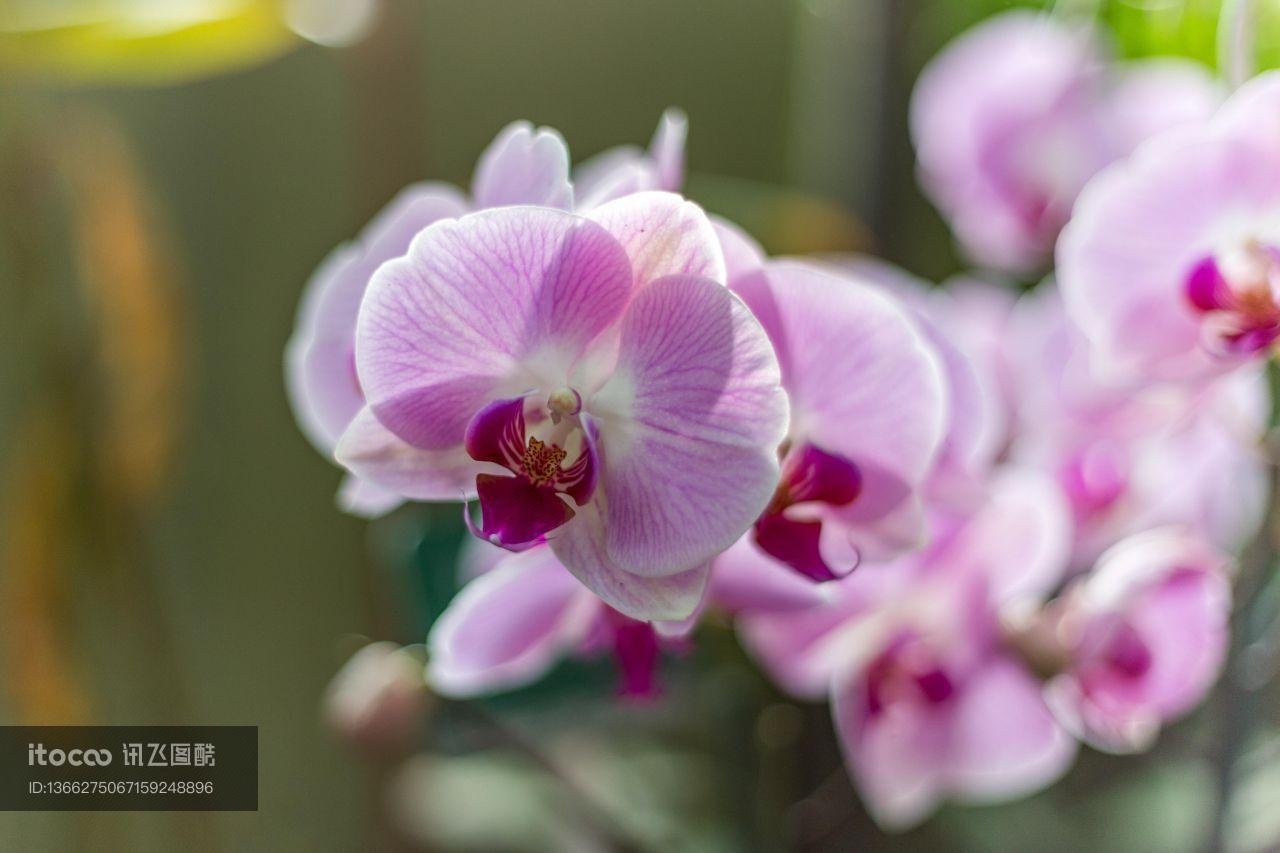 花,特写,生物