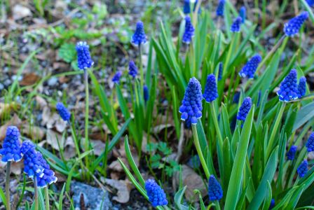 植物,花,自然风光,青草