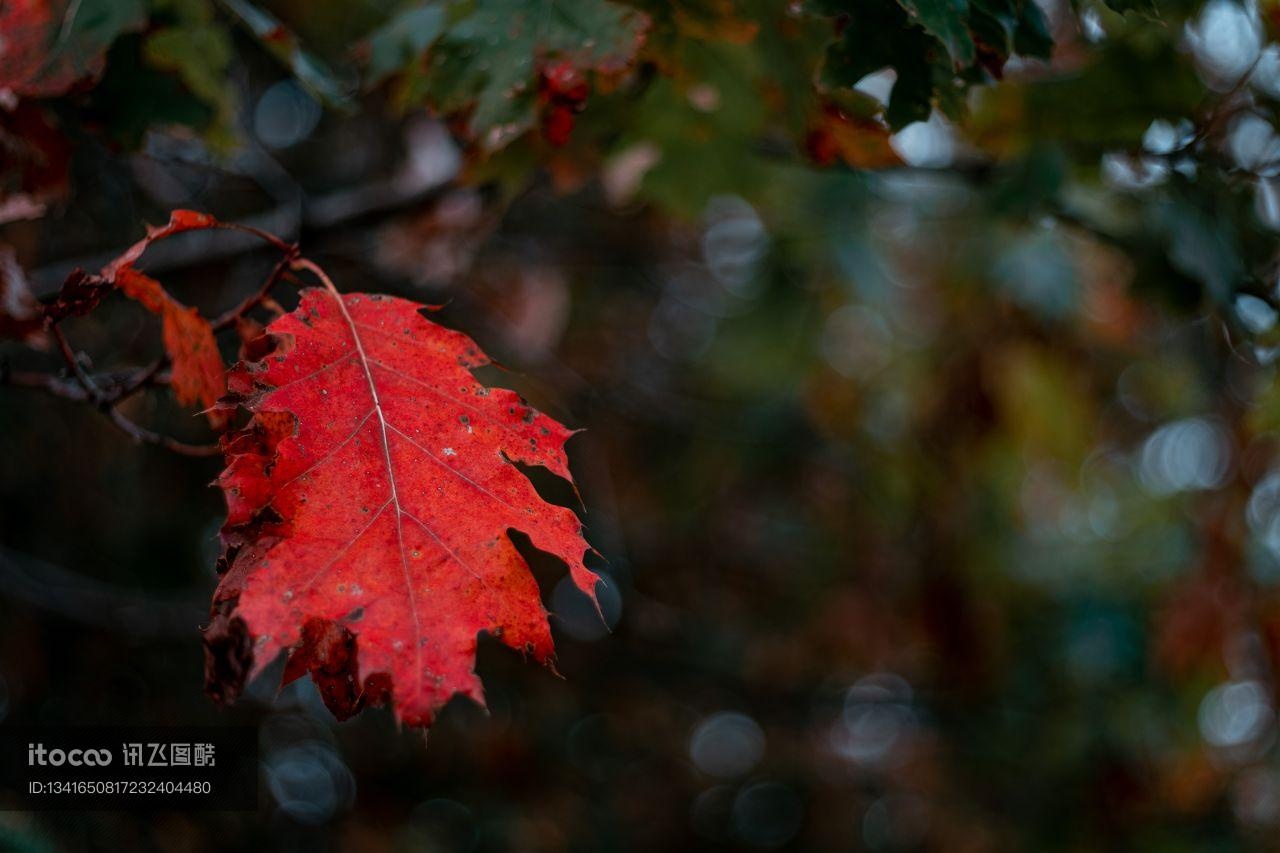 树叶,国外,加拿大