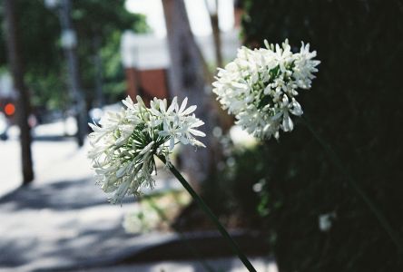 植物,花,白丁花