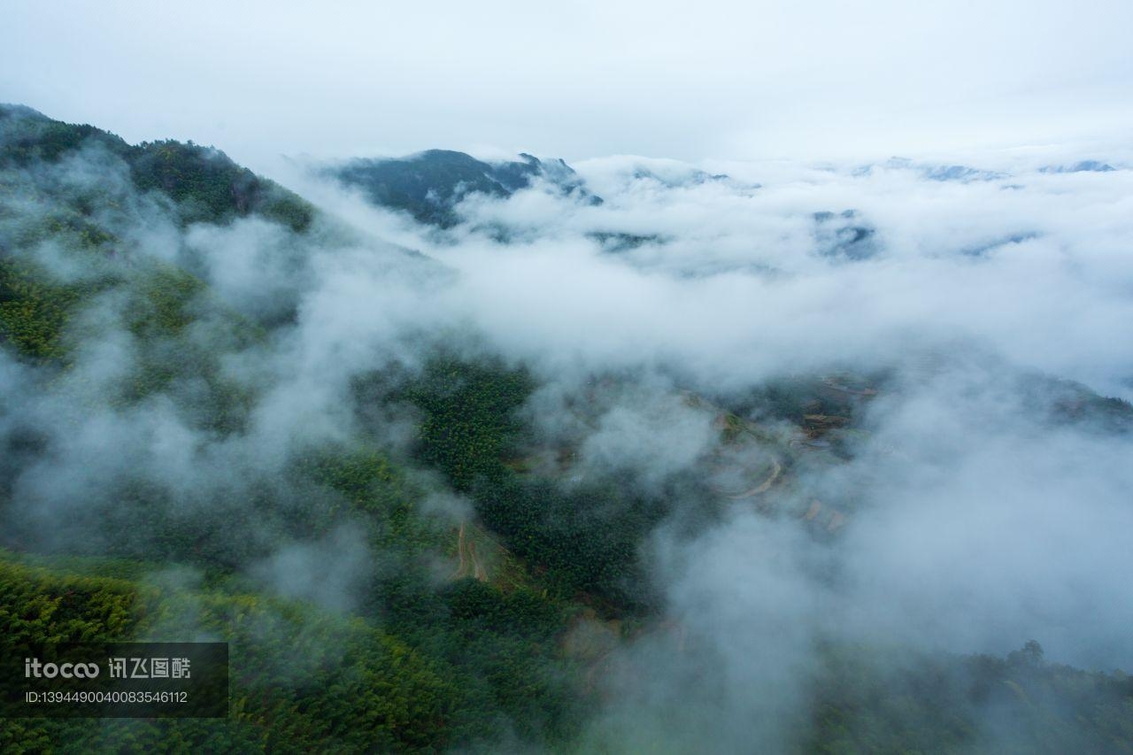 自然风光,雾,森林