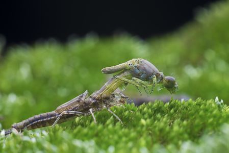 特写,生物,动物,昆虫,植物,青草