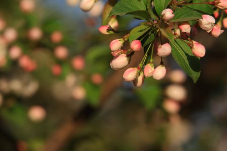自然风光,植物,花,玉渊潭,中国,北京