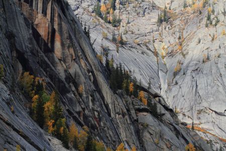 山川,植物,高原,自然风光,森林,树叶,树木,中国,新疆