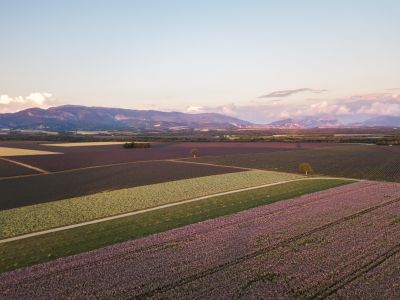 鸟瞰图,成片种植,自然风光,天空,山川,植物