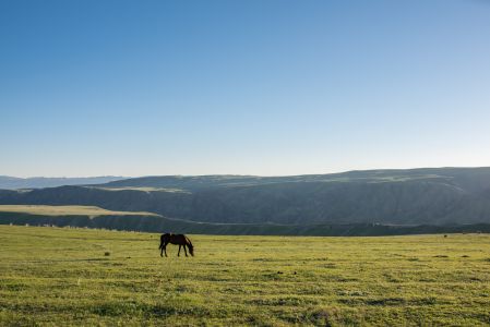草原,动物,马,自然风光,生物