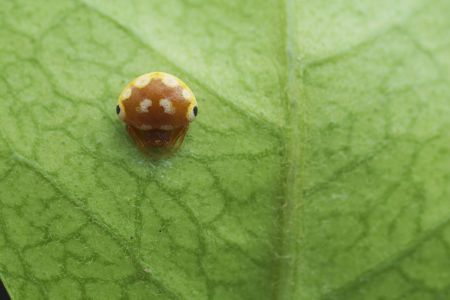 昆虫,节肢动物,动物,生物,特写
