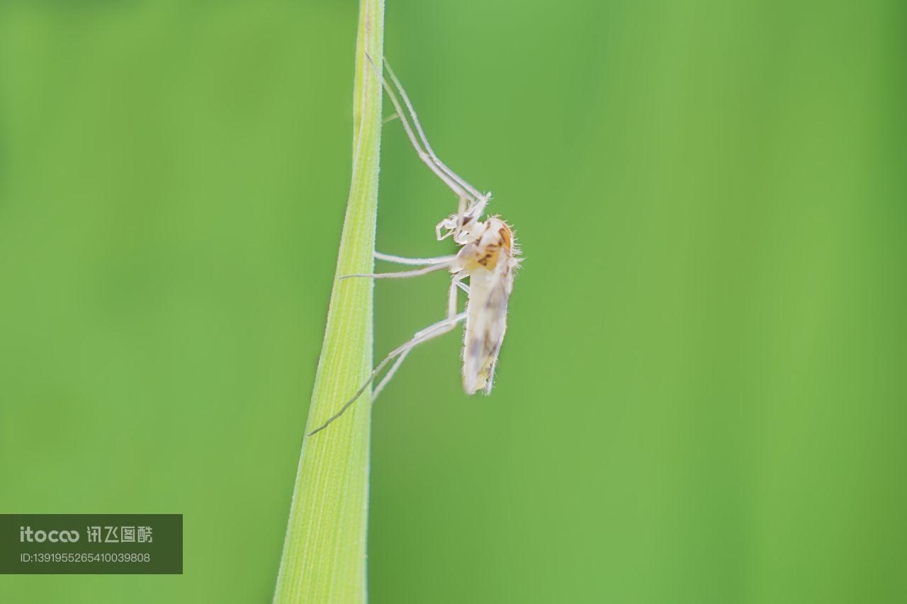 特写,生物,动物