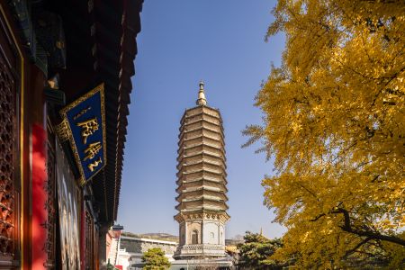 寺庙,宗教文化,树木,银杏,植物,自然风光,建筑,树叶,历史古迹,中国,北京