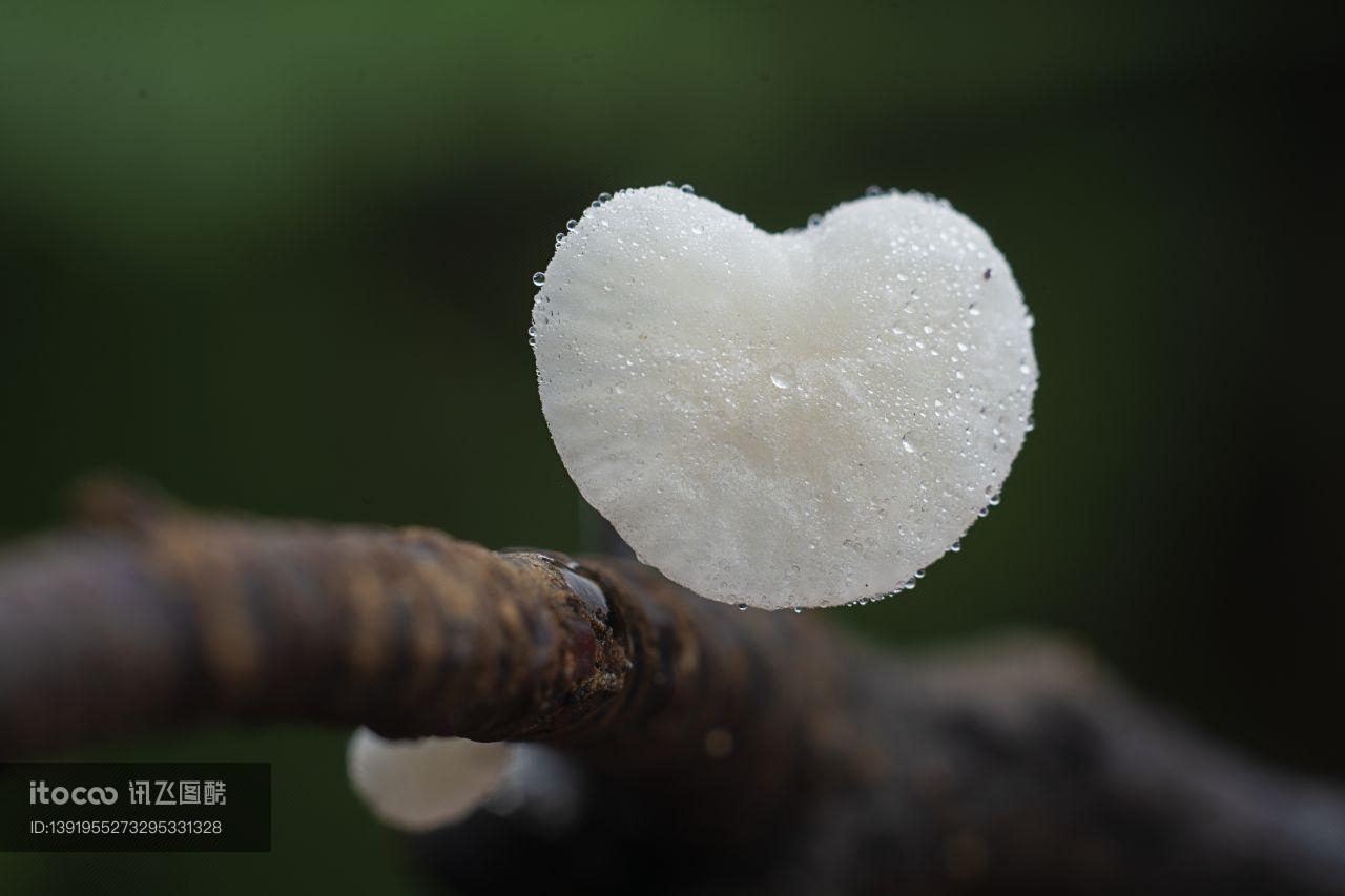 树木,蘑菇（块菌）,自然