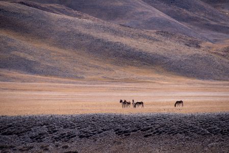 草原,自然风光,动物,马,山川