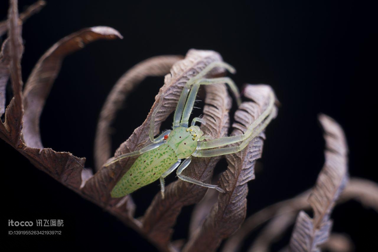 枯叶,生物,特写