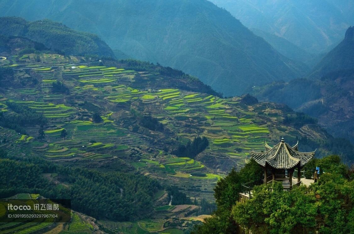 植物,龙脊梯田,山峦