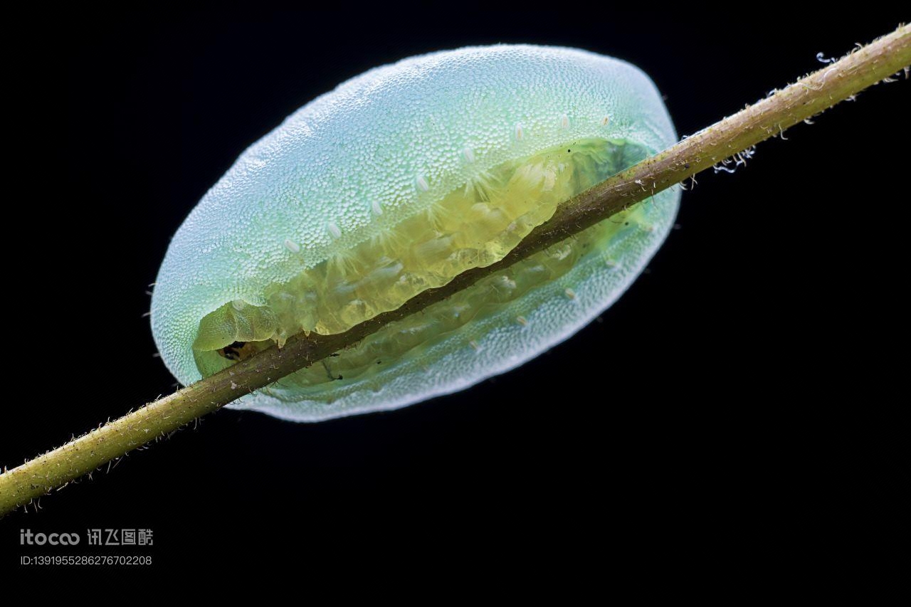 生物,昆虫,虫卵