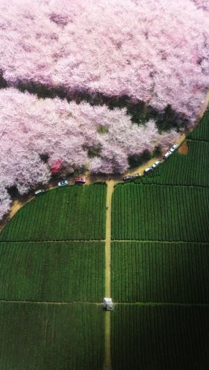 自然风光,航拍,植物,俯瞰,树木,花,道路