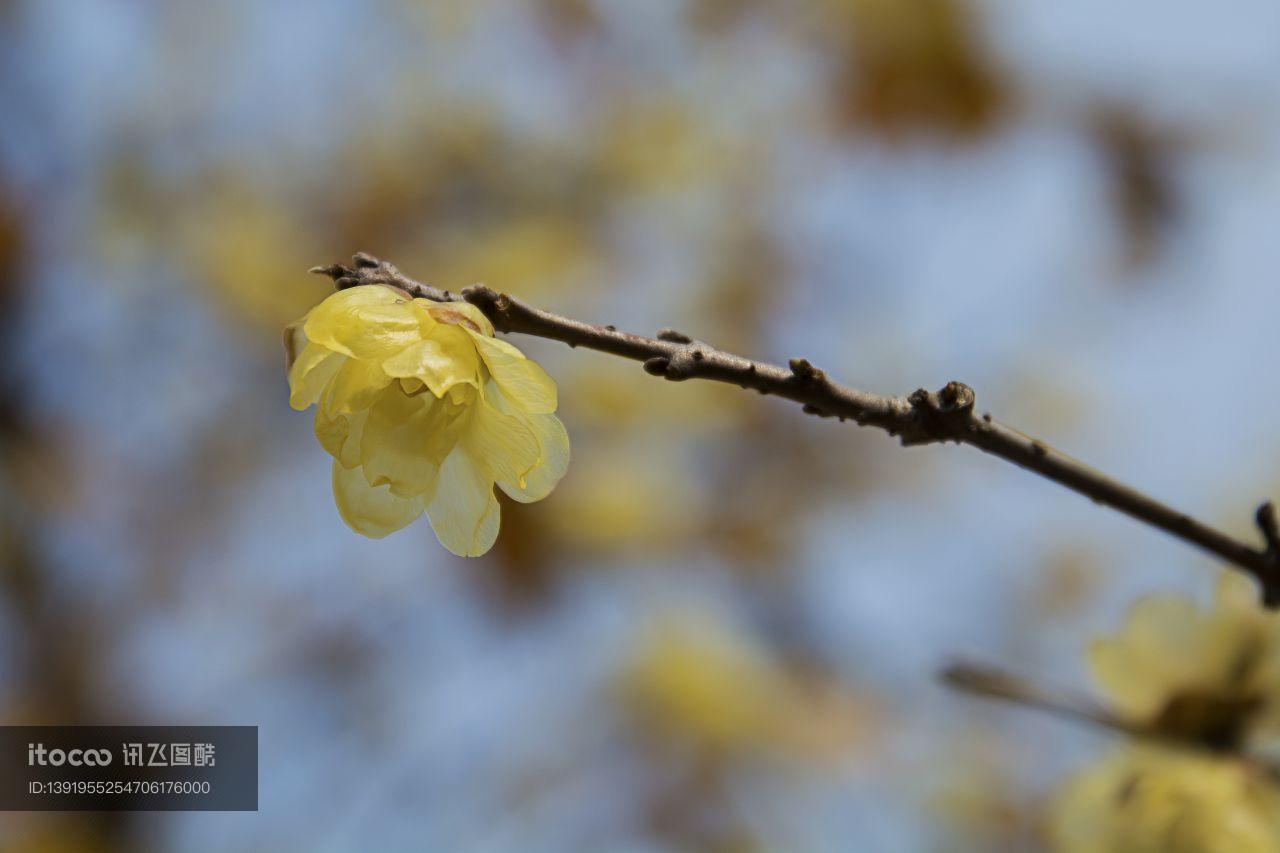 腊梅花,生物,特写