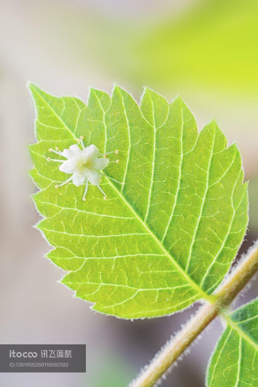 叶子,植物,树叶