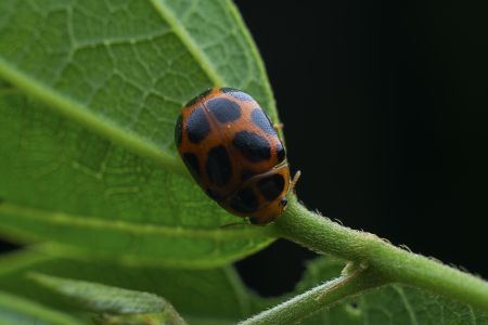 节肢动物,虫子,动物,生物,昆虫,特写