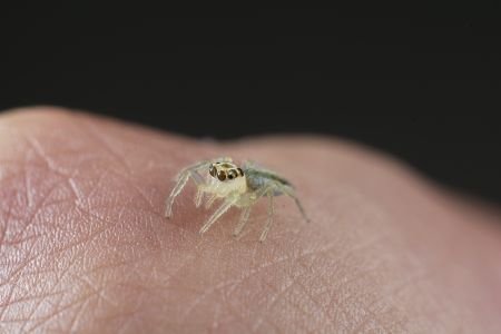 昆虫,昆虫类,节肢动物,动物,特写,微距,生物