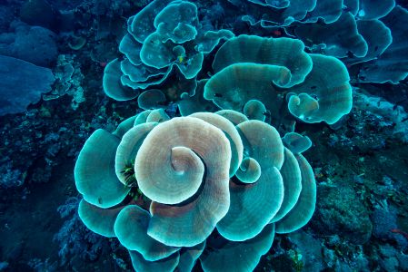 石珊瑚,自然风光,生物,海洋,特写,动物,植物,绿藻