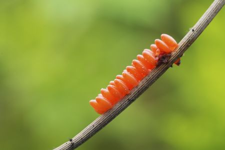 昆虫,节肢动物,特写,动物,生物