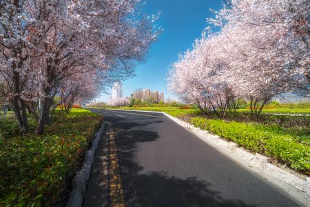 街道,桃花盛开,花,植物,建筑