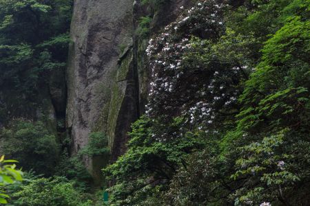 植物,花,峡谷,树,中国,三清山,江西,自然风光,树叶,山川