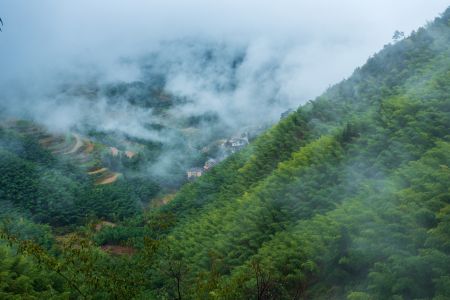 航拍,树木,植物,自然风光,雾,森林,俯瞰,村镇,建筑