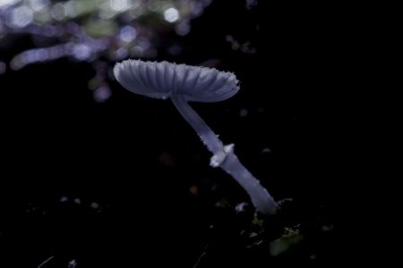 蘑菇（块菌）,蘑菇,植物,生物,真菌,特写