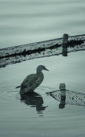 特写,鸟类,湖泊,动物,生物