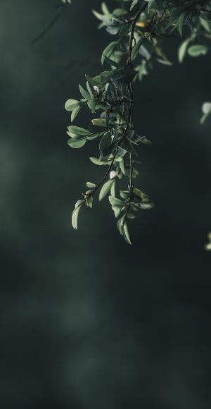 特写,生物,植物,树叶