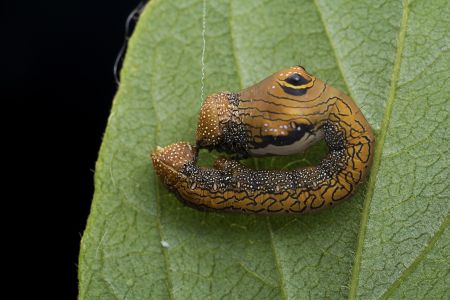 昆虫,幼虫,毛虫,动物,生物,特写,微距