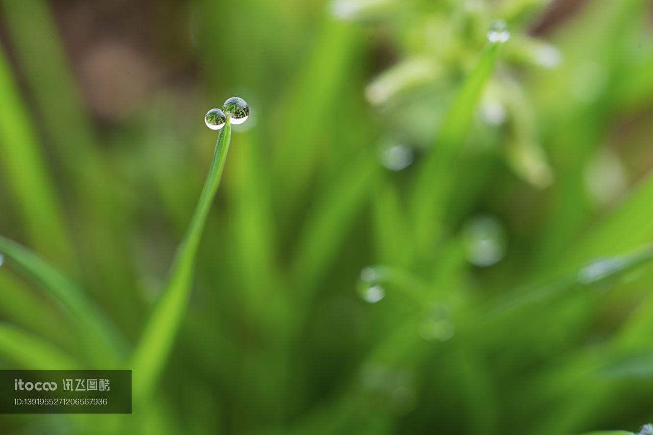 特写,水珠,生物