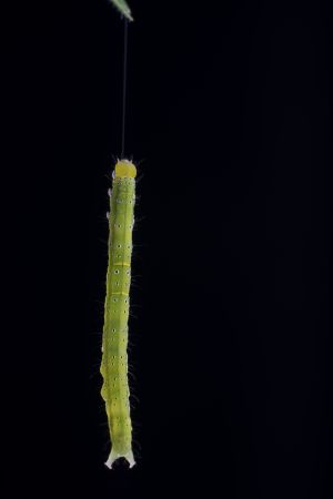 生物,昆虫,毛虫,特写,自然,环境,幼体,动物,田园风光,季节