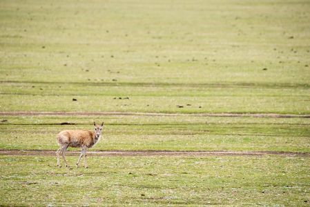 藏羚羊,哺乳类,动物,自然风光,草原