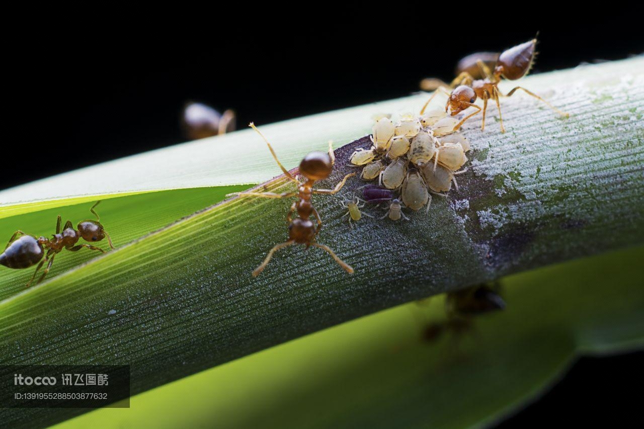 蚂蚁,节肢动物,生物