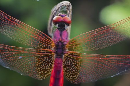 昆虫,节肢动物,动物,特写,微距,生物,自然风光,昆虫类
