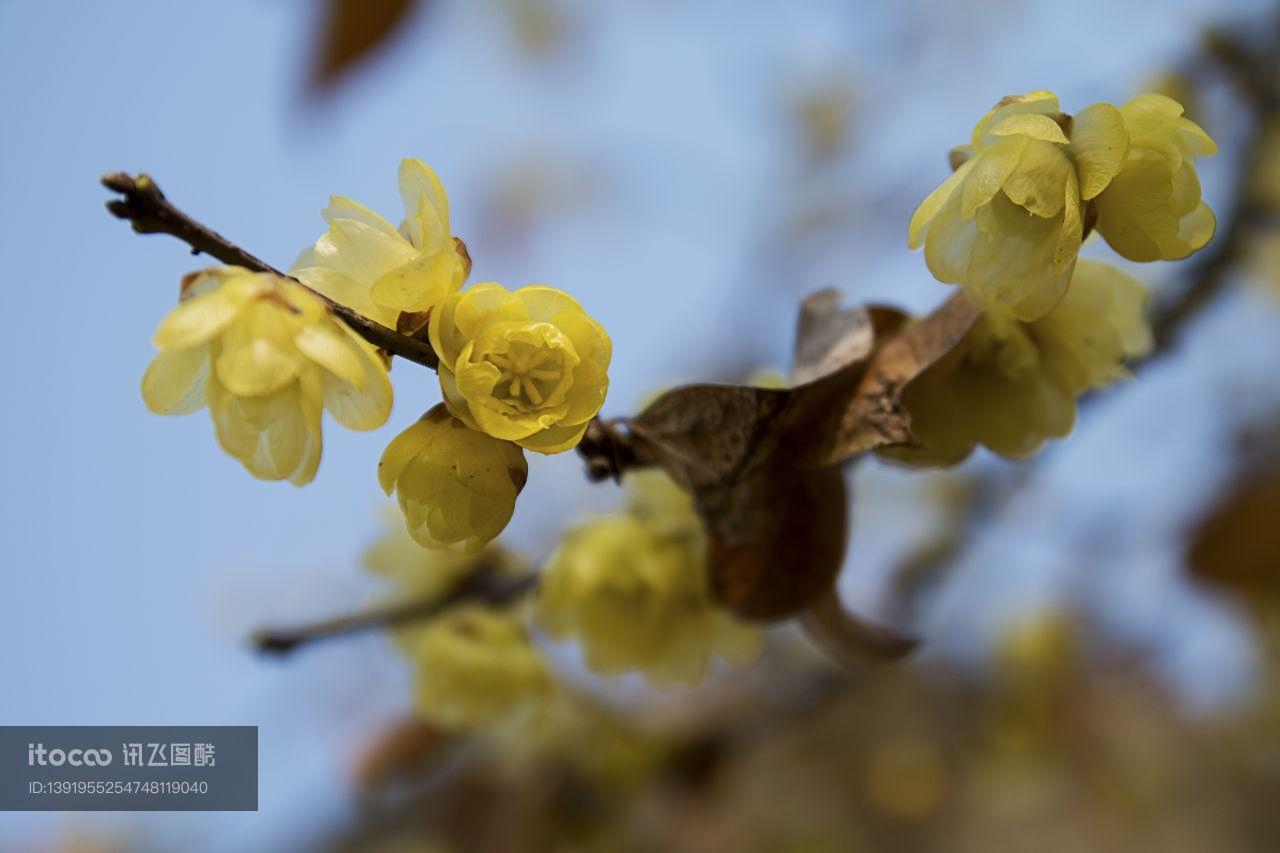 特写,花,梅花