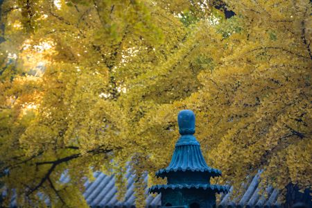 秋天,植物,红螺寺,银杏树,中国,北京,建筑,历史古迹,寺庙,树叶,树木