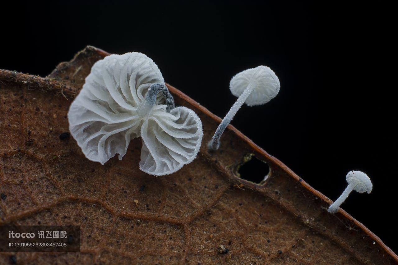 蘑菇（块菌）,蘑菇,植物