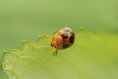 昆虫,节肢动物,动物,生物,微距,特写