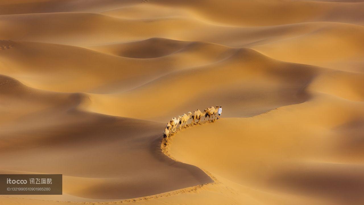 沙漠,自然风光,骆驼