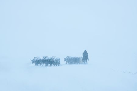 冬天,雪,风,耗牛,冰雪,生物,山峦,人像,环境人像,动物,天空