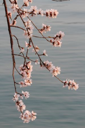 自然风光,植物,花,颐和园,中国,北京