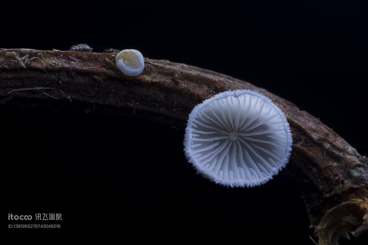 蘑菇（块菌）,炫蓝蘑菇,植物