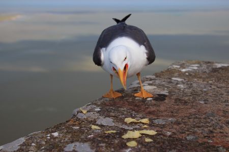 动物,鸟类,生物,特写