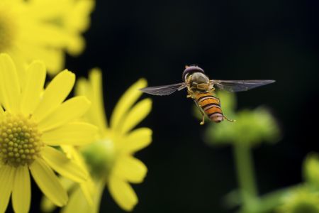 节肢动物,虫子,动物,生物,昆虫,特写