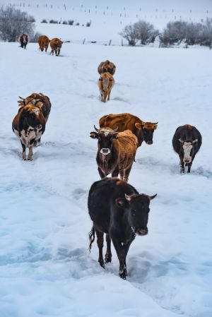 冬天,哺乳动物,动物,雪天,牛群,牦牛,生物,特写,自然风光,哺乳类,牛棚,水牛